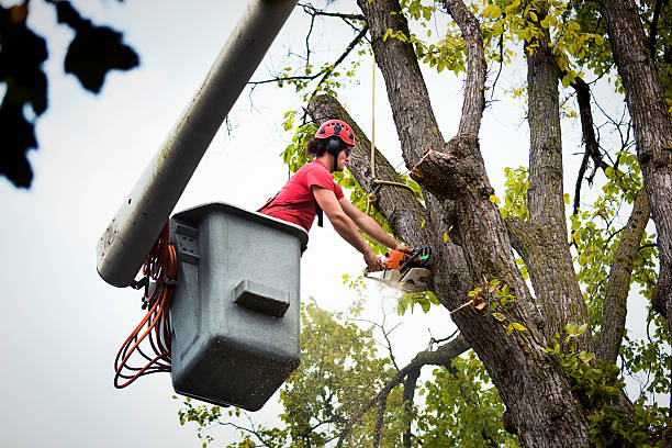 Best Tree Cabling and Bracing  in Mountain Top, PA